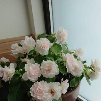 八重咲きインパチェンスの画像 by きんさん | 八重咲きインパチェンス