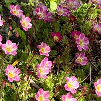 クモマグサ,クモマグサ☆,ピンク色の花,北海道の庭,可愛いピンク色♡の画像
