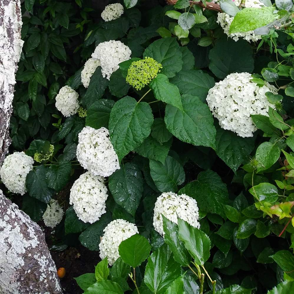 小さな庭の投稿画像 By Kazuさん 花のある暮らしとノリウツギ ライムライトとアナベル とおうち園芸と花のある暮らしとノリウツギ ライムライトとアナベル とおうち園芸 22月6月11日 Greensnap グリーンスナップ Greensnap グリーンスナップ