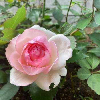 ピエール  ドゥ  ロンサールの画像 by Rose Rose！さん | 小さな庭と花のある暮らし♡とピエール  ドゥ  ロンサールとばら バラ 薔薇とバラ・ピエールドゥロンサールとおうち園芸と庭づくりと可愛いとガーデニング