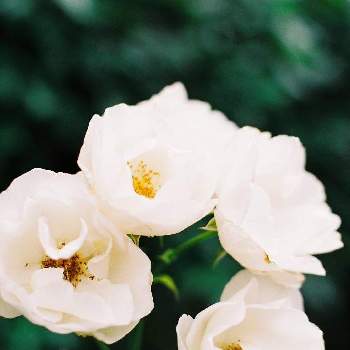 フィルム写真の画像 by kitaさん | お出かけ先と名前を教えて！とフィルムカメラと自然と癒しと公園と季節の花と芸術的と散歩とフィルム写真とエレガントと白い花
