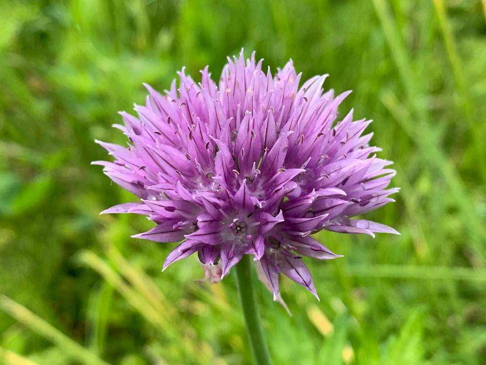 アサツキの投稿画像 By ひさちゃんさん 山野草と紫の花と山野草と紫の花 22月6月11日 Greensnap グリーンスナップ Greensnap グリーンスナップ