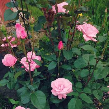 Happy dayの画像 by コスモスさん | 薔薇クィーンエリザベスと花のある空間と薔薇 クィーンエリザベスとGS2年生と感謝とHappy dayと豪雪地帯とはるとねこ好きと我が家の庭と花のある暮らしと花のある部屋