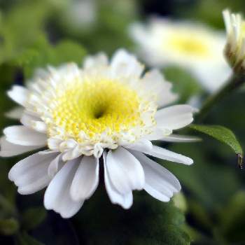 フランス小菊（マトリカリア）の画像 by hiroshiさん | お出かけ先とマトリカリアとフランス小菊（マトリカリア）と夏の花と今日のお花とキク科と今日の花と花いろいろと花のある暮らしと白い花
