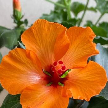 ハイビスカス プチオレンジの投稿画像一覧 Greensnap グリーンスナップ