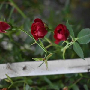 花壇,庭の花,植中毒,植栽,バラ・ミニバラの画像