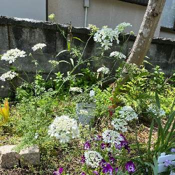 華やか✨の画像 by ぱるんさん | 小さな庭と華やか✨と様々な花々