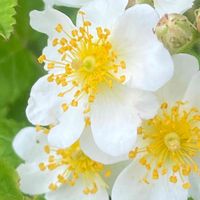 ノイバラ,山野草,花木,樹木,バラ科の画像