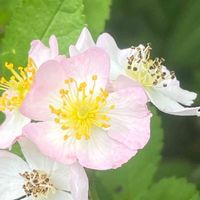 ノイバラ,山野草,花木,樹木,バラ科の画像