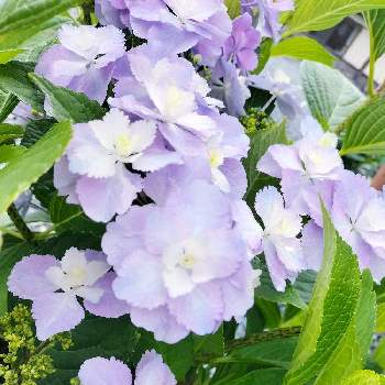 大栄花園の投稿画像一覧 Greensnap グリーンスナップ