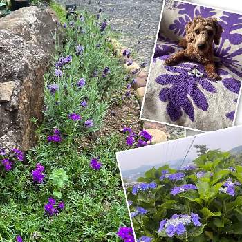 紫好きの画像 by ＊mokonatsu＊.*さん | 広い庭とガクアジサイとラベンダーとタピアンと佐世保とワンワン祭りと紫好きと花のある暮らしとお花のある生活とお花好きと繋がりに感謝✨と地植え