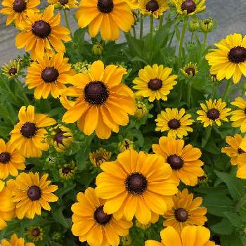 ルドベキア トトの投稿画像一覧 Greensnap グリーンスナップ