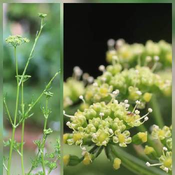 パセリの花の投稿画像一覧 Greensnap グリーンスナップ