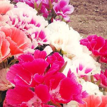 ゴテチャの画像 by フラワーポットさん | お出かけ先とゴテチャとイロマツヨイグサと季節の花