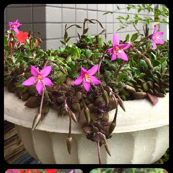 サクラフブキの画像 by totochiさん | バルコニー/ベランダとサクラフブキと多肉植物とピンクの花と可愛い花と発見と鉢植え
