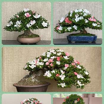 サツキ盆栽の画像 by ryo-ggさん | さつき♡と皐月（さつき）とさつき盆栽とサツキ♡と花の展示会と盆栽とサツキ盆栽