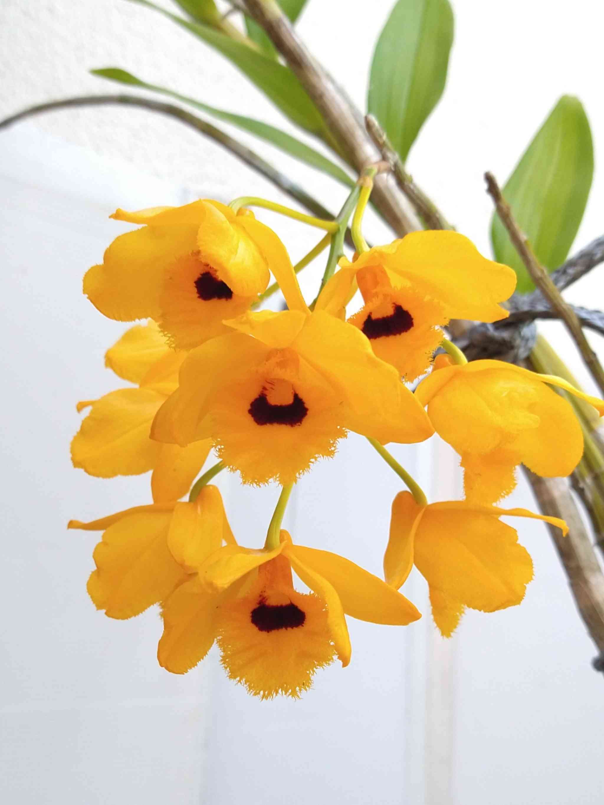 小さな庭の投稿画像 by 阿南田零さん｜ラン科と洋ランと着生植物と花の