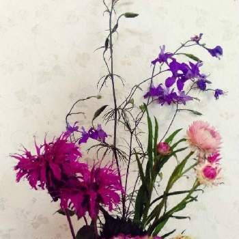 アキレアの画像 by 花子はなこさん | 部屋とラークスパーと紫陽花とモナルダとアキレアとカイガラソウとピンク ぴんく Pinkと今日は雨☔️とピンク❤︎ピンクとガーデニングと花のある暮らしと花瓶の花とワインレッドと武器ではなく花をと紫の花