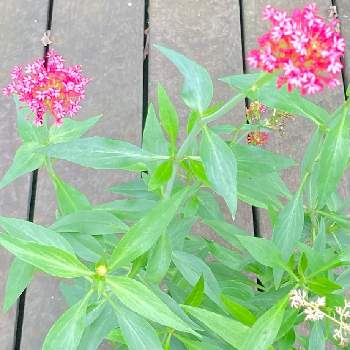 セントランサス コッキネウスの投稿画像一覧 Greensnap グリーンスナップ