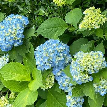 花と植物のある暮らしの画像 by イレブンさん | アジサイと青い花と梅雨と紫陽花 アジサイ あじさいと花と植物のある暮らしと花のある暮らし