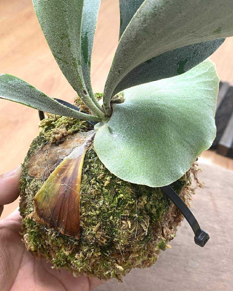 【plantsplants】P. FSQ DeLaRocha/デラロッチャ P. FSQ 'De La Rocha' 成長記録 2024.9.23｜🍀GreenSnap