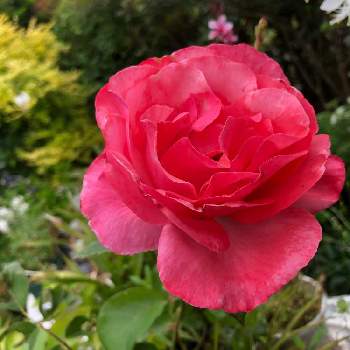 薔薇クイーンエリザベスの画像 by たまこさん | 小さな庭と薔薇クイーンエリザベスと花のある暮らし