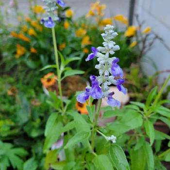 しそ科の画像 by カエルさん | 小さな庭とブルーサルビアと青いお花とむらさきの花としそ科