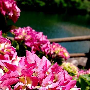 陽に照らされての画像 by ケサランパサランさん | お出かけ先とアジサイとピンクの花と陽に照らされてと紫陽花 アジサイ あじさいと緑のある暮らしと形原温泉あじさいの里と花のある暮らしと落葉低木と地植えとあじさいフォトコンテスト2022