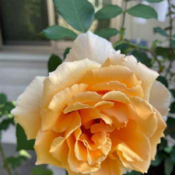 ジャスト・ジョーイの画像 by cruyffyanさん | テラスとジャスト・ジョイと鉢植えと黄色のバラとジャスト・ジョーイ