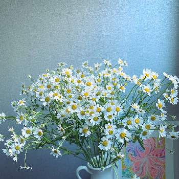 海外暮らしの画像 by selinaさん | マトリカリアと今日のお花と誕生日プレゼントと真っ白と花のある暮らしと白い花と海外暮らしと花束