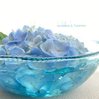 花瓶合わせの画像 by kukkaさん | 部屋とアジサイと水色の花と癒しと切り花を楽しむとフローティングフラワーと青い花と季節の花と紫陽花 アジサイ あじさいと穏やかな心ときれいな色と美しく青きドヨウとナチュラルスタイルと花のある暮らしと切り花と花瓶合わせ