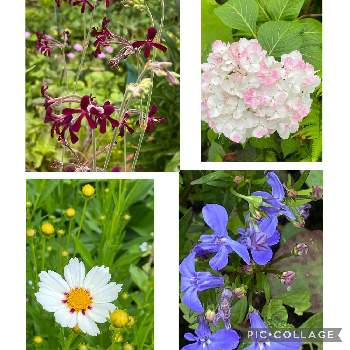 ロベリア。の画像 by nanairoFさん | 小さな庭と山アジサイ 紅てまりと青紫色の花と庭の花とコレオプシス・スタークラスターとペラルゴニウム・シドイデス・とロベリア。と花のある暮らしと青い花マニアと白い花とチーム・ブルーとチーム・ブルーN o.048とダークレッド色