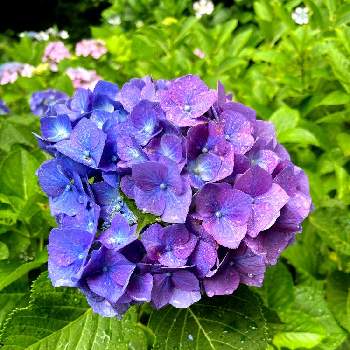 お見事‼️の画像 by yuchikoさん | お出かけ先と紫陽花と美しいと綺麗✨とお見事‼️とパープル　紫