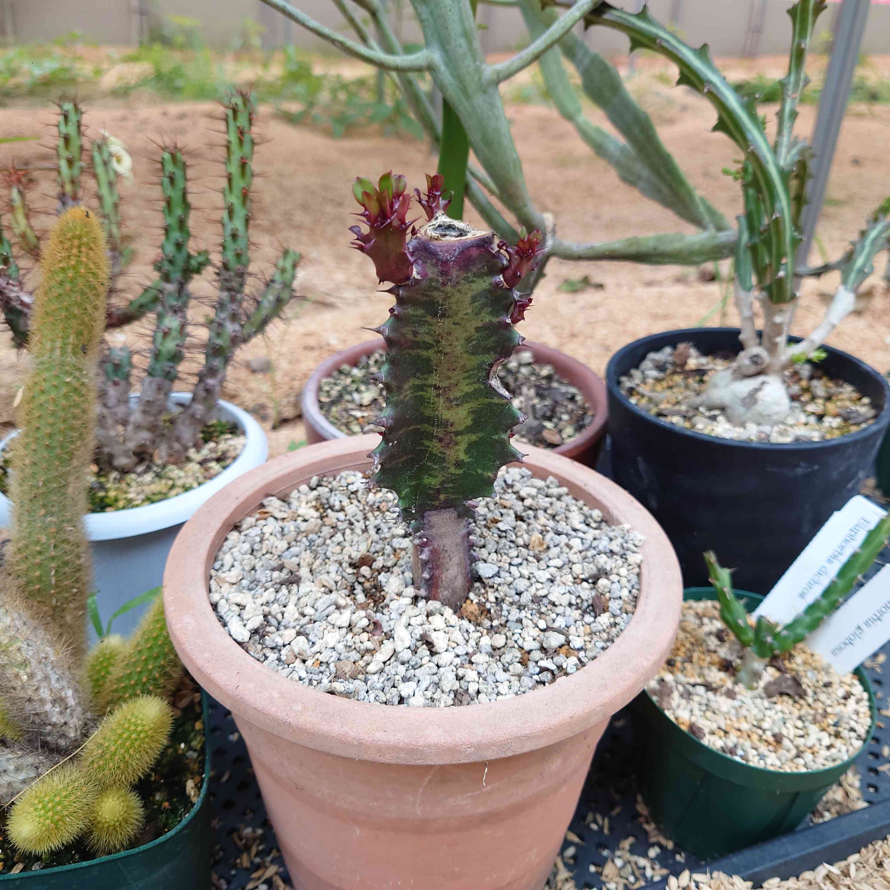 紅彩雲閣｜🍀GreenSnap（グリーンスナップ）