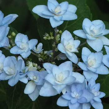 あじさい 星花火の投稿画像一覧 Greensnap グリーンスナップ