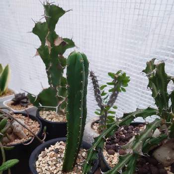 サンペドロの投稿画像一覧 Greensnap グリーンスナップ サンペドロの投稿画像一覧 Greensnap グリーンスナップ