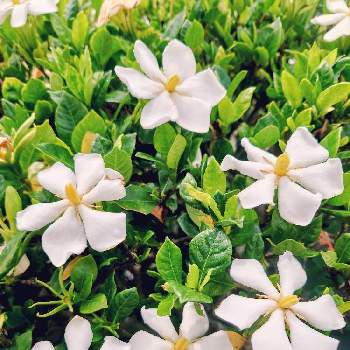 クチナシ属の投稿画像一覧 Greensnap グリーンスナップ クチナシ属の投稿画像一覧 Greensnap グリーンスナップ