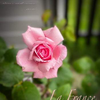 毎日幸せの画像 by 薔薇ちゃんさん | 小さな庭とお気に入りと毎日幸せとラ･フランスとおうち園芸とラ・フランス薔薇と薔薇　ラ・フランスと可愛いと花のある暮らしと薔薇のある暮らし