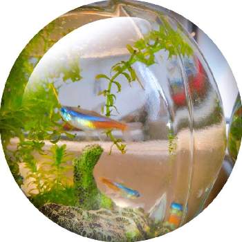 熱帯魚の画像 by めめたんさん | 部屋と熱帯魚