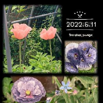 オリエンタルポピー コーラルリーフの投稿画像一覧 Greensnap グリーンスナップ