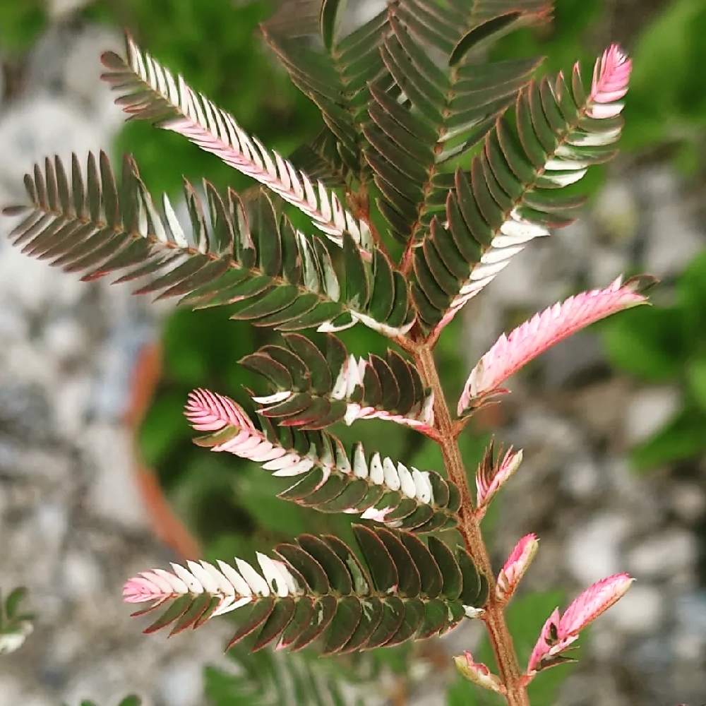 ネムノキの投稿画像 By Johnnywasgoodguyさん 斑入りネムノキと小さな庭と ネムノキと山野草と庭木と鉢植えと盆栽と ネムノキと山野草と 庭木と鉢植えと盆栽 22月6月11日 Greensnap グリーンスナップ Greensnap グリーンスナップ