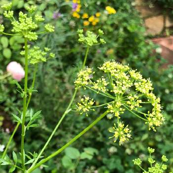 イタリアンパセリの花の投稿画像一覧 Greensnap グリーンスナップ