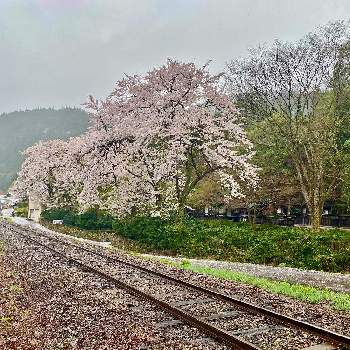 線路沿いの画像 by Kay_Tama-gsk さん | お出かけ先と郡上市とさくら街道と岐阜県と線路沿いとローカル線