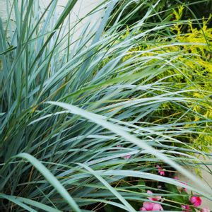 グラス,植栽,ガーデニング初心者,園芸初心者の画像