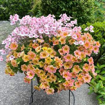 ディアシア ダーラの画像 by ぷーさんさん | 小さな庭とカリブラコアとディアシア ダーラと寄せ植えとガーデニングとピンクと日曜ビタミンカラー♪