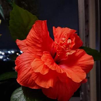 魅惑的の画像 by RIE♥️さん | 窓辺とハイビスカス 八重咲きとGood morningとおうち時間と初心者と癒しと八重咲きハイビスカス♡と季節の花とおうち園芸と魅惑的と赤い花と大好きな花と花のある暮らし