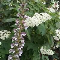 アカンサス,カシワバアジサイ,コリウス,感謝,アジサイ　紫陽花の画像