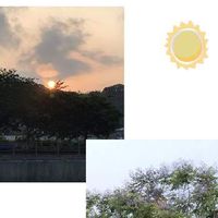 ジャカランタ,花のある暮らし,日の出,早朝ウォーキング,お出かけ先の画像