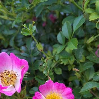 バラの季節の画像 by あななさん | 小さな庭とピンク色のミニバラとバラのある暮らしとバラの季節と花に癒されると花のある暮らし