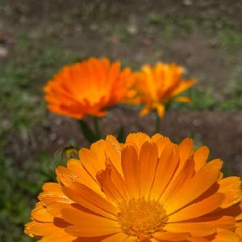 穏やかな日々を願っての画像 by シクラメンさん | 小さな庭とキンセンカと日曜ビタミンカラー♪と穏やかな日々を願ってと元気もらえるとビタミンカラーと癒されるときれい✨とお花とグリーンのある暮らしとかわいいと武器ではなく花をとオレンジ色のお花